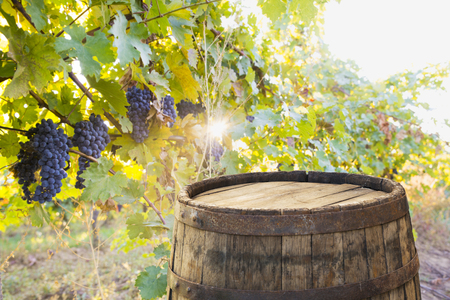 Red wine with barrel on vineyard in green Tuscany, Italyの写真素材