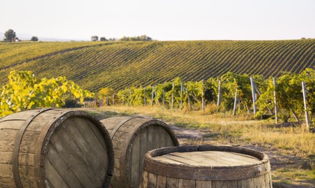 Red wine with barrel on vineyard in green Tuscany, Italyの写真素材
