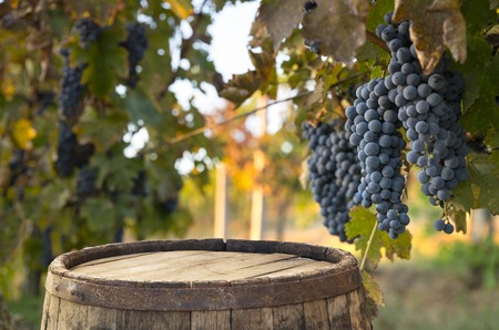 Red wine with barrel on vineyard in green Tuscany, Italyの写真素材