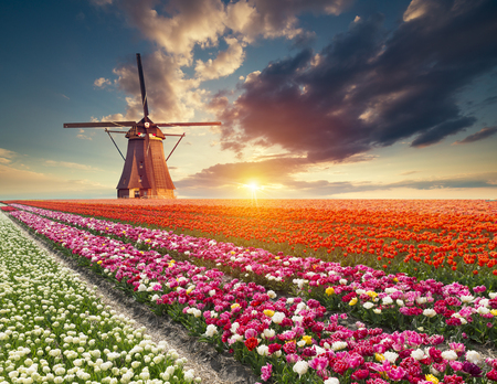 Landscape with tulips, traditional dutch windmills and houses near the canal in Zaanse Schans, Netherlands, Europe.の写真素材