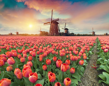 Dramatic spring scene on the tulip farm. Colorful sunset in Netherlands, Europe.の写真素材