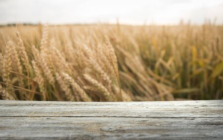 wood board table in front of field of wheat on sunset light. Ready for product display montageの写真素材