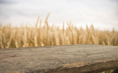 wood board table in front of field of wheat on sunset light. Ready for product display montageの写真素材