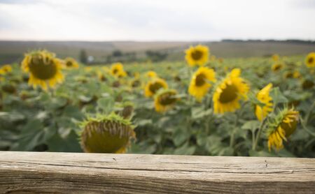 Empty wooden plank with Sunflower field backgroundの写真素材