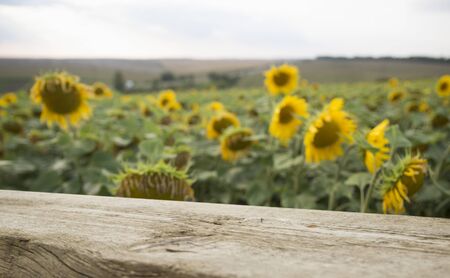Empty wooden plank with Sunflower field backgroundの写真素材