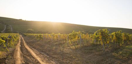 Red wine with barrel on vineyard in green Tuscany, Italy