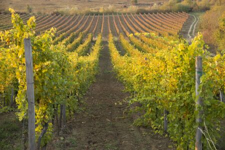 White wine with barrel on vineyard in Chianti, Tuscany, Italyの写真素材