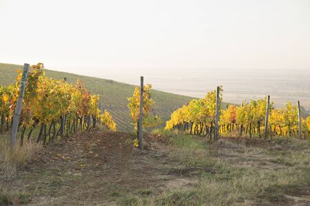 Beautiful landscape of Vineyards in Tuscany. Chianti region in summer season. Italy.の写真素材