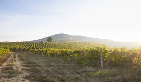 Beautiful landscape of Vineyards in Tuscany. Chianti region in summer season. Italy.の写真素材
