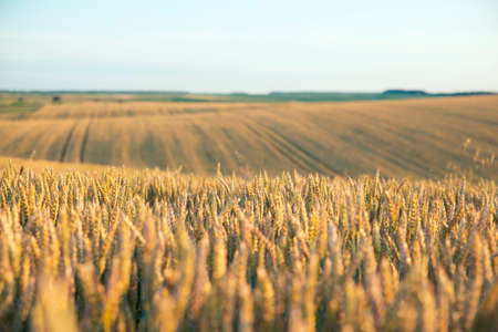 Wheat field and blue sky with sun.の写真素材