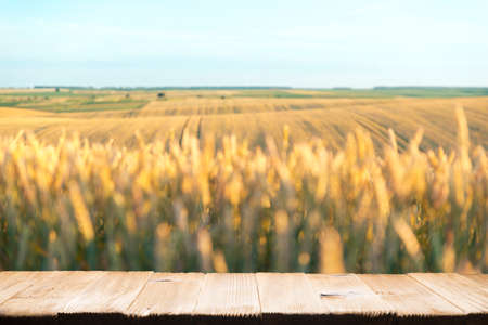 Empty wooden deck table over wheat field with sunset or sunrise. Ready for product montageの写真素材