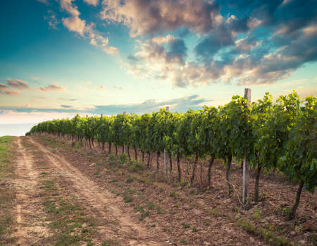 Scenery vineyard along the south Styrian vine route named Suedsteirische Weinstrasse in Austria at...
