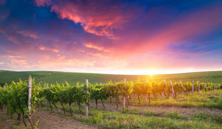 Chianti vineyard landscape in Tuscany, Italy fieldの写真素材