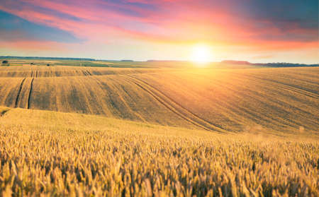 Wood floor over yellow wheat field under nice sunset cloud sky backgroundの写真素材