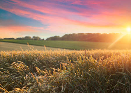Wood floor over yellow wheat field under nice sunset cloud sky backgroundの写真素材