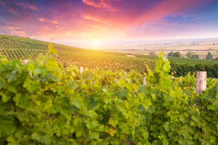 Chianti vineyard landscape in Tuscany, Italy fieldの写真素材