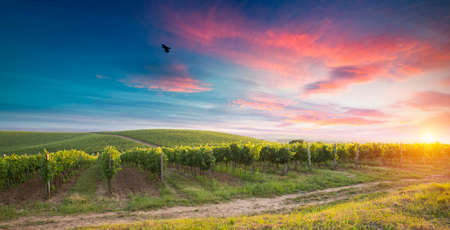 Chianti vineyard landscape in Tuscany, Italy fieldの写真素材