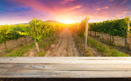 Chianti vineyard landscape in Tuscany, Italy fieldの写真素材