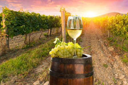 Chianti vineyard landscape in Tuscany, Italy fieldの写真素材