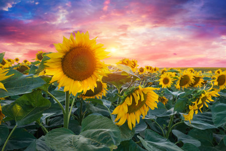 Sunset shining on a sunflower field inの写真素材