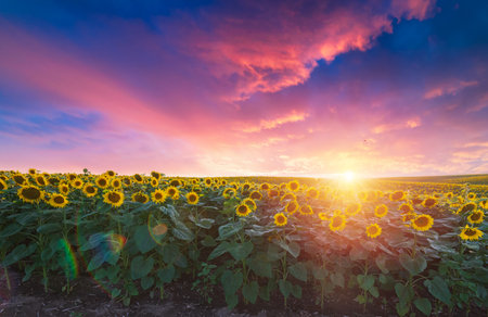 Sunset shining on a sunflower field inの写真素材