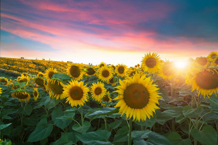 Sunset shining on a sunflower field inの写真素材