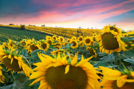 Sunset shining on a sunflower field inの写真素材