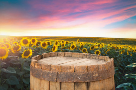 Sunflower on the wooden table. Sunflower fieldの写真素材