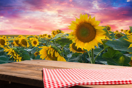 Sunflower on the wooden table. Sunflower fieldの写真素材