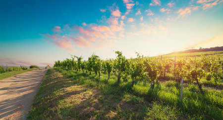 Barrel Wineglasses Cheese And Bottle In Vineyardの写真素材