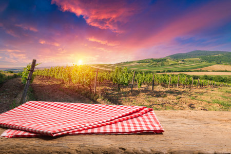 Vineyard at sunrise in San Gimignano Tuscanyの写真素材