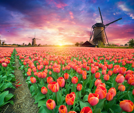 traditional Netherlands Holland dutch scenery with oneの写真素材