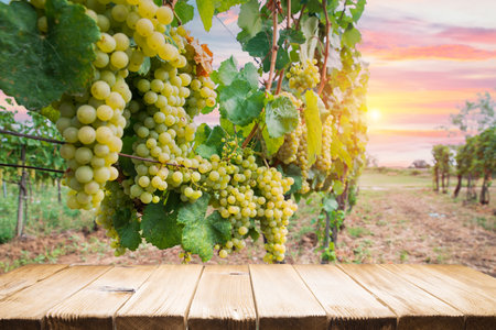 Vineyard at sunrise in San Gimignano Tuscanyの写真素材