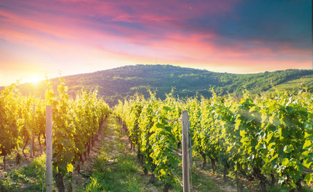 Vineyard at sunrise in San Gimignano Tuscanyの写真素材