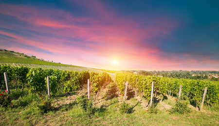 Vineyard at sunrise in San Gimignano Tuscanyの写真素材