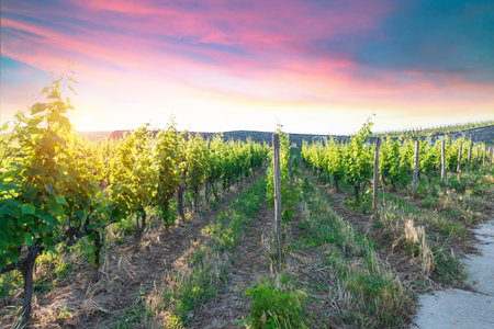 Vineyard at sunrise in San Gimignano Tuscanyの写真素材