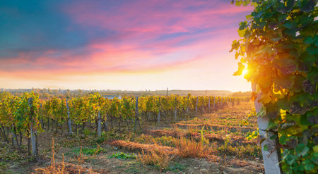 Vineyard at sunrise in San Gimignano Tuscanyの写真素材