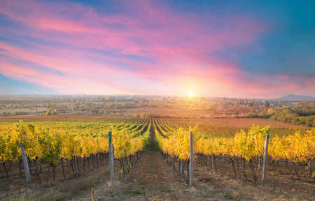 Vineyard at sunrise in San Gimignano Tuscanyの写真素材