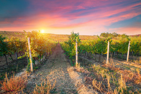 Vineyard at sunrise in San Gimignano Tuscanyの写真素材