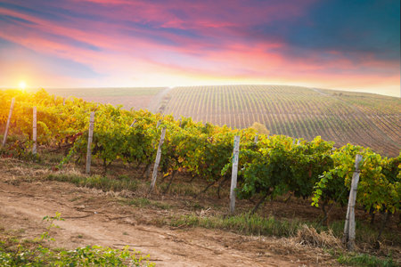 Vineyard at sunrise in San Gimignano Tuscanyの写真素材