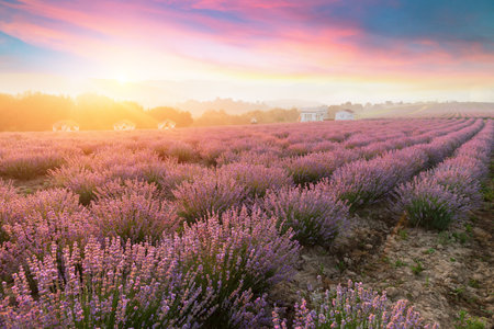 Lavender field summer sunset landscape near Valensoleの写真素材