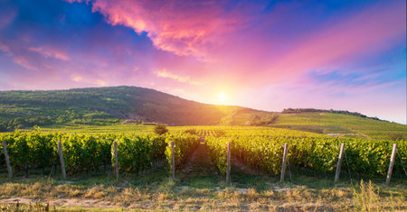 Glass Of Wine With Grapes And Barrelの写真素材