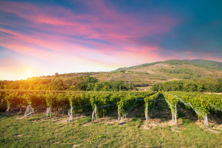 Glass Of Wine With Grapes And Barrelの写真素材