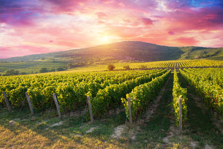 Glass Of Wine With Grapes And Barrelの写真素材