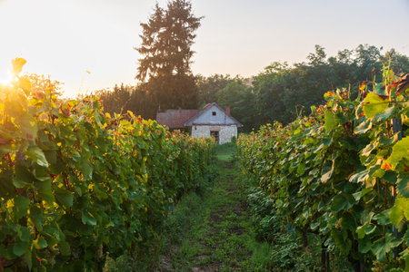 Red wine bottle and wine glass onの写真素材