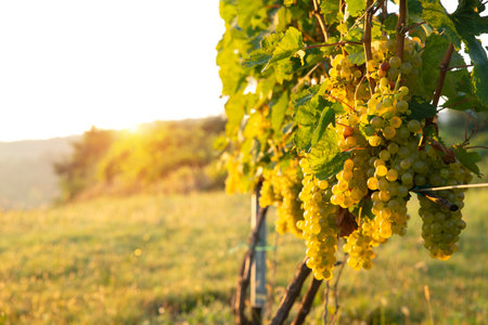 Red wine bottle and wine glass onの写真素材
