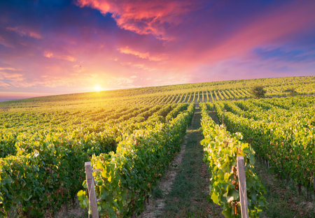Red wine bottle and wine glass onの写真素材