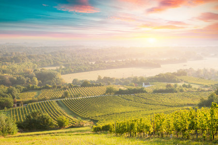 Bolgheri and Castagneto vineyards sunrise backlight inの写真素材
