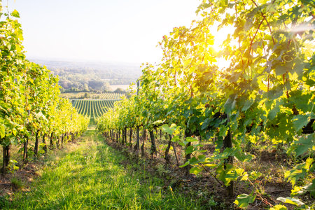 Bolgheri and Castagneto vineyards sunrise backlight inの写真素材