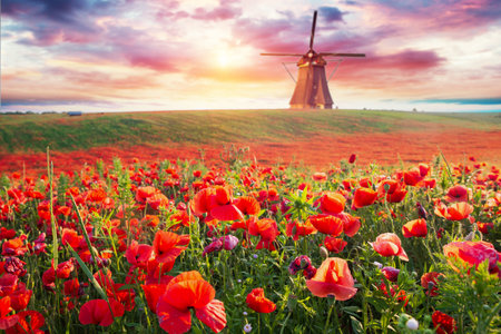 Poppy field in full bloom against sunlightの写真素材